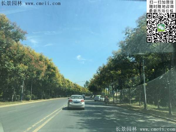 栾树 栾树