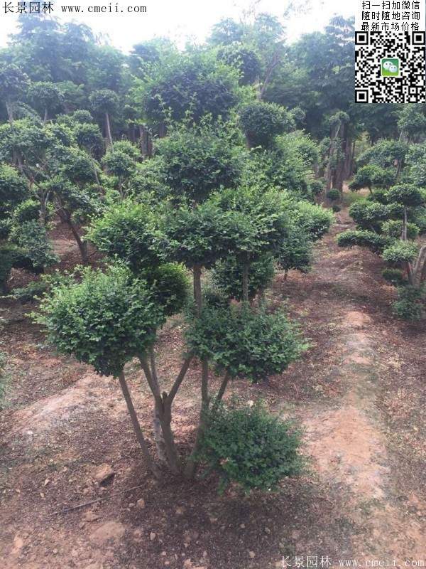 小叶女贞造型树