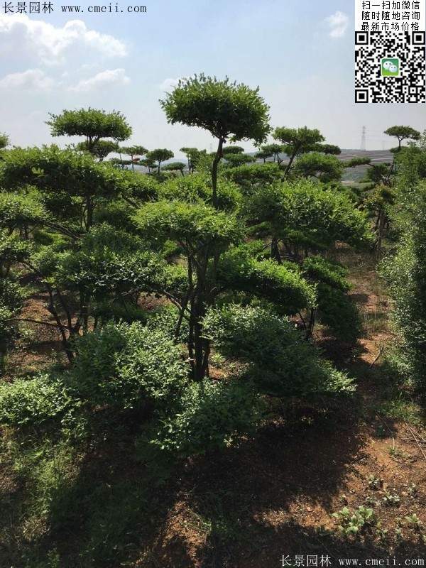 小叶女贞造型树