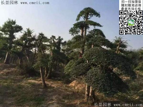 小叶女贞树