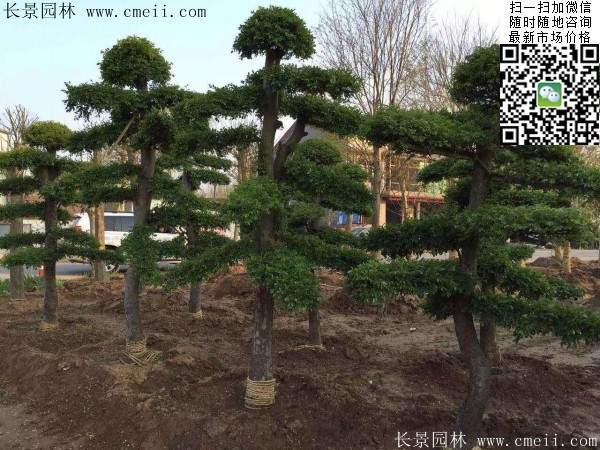 小叶女贞树