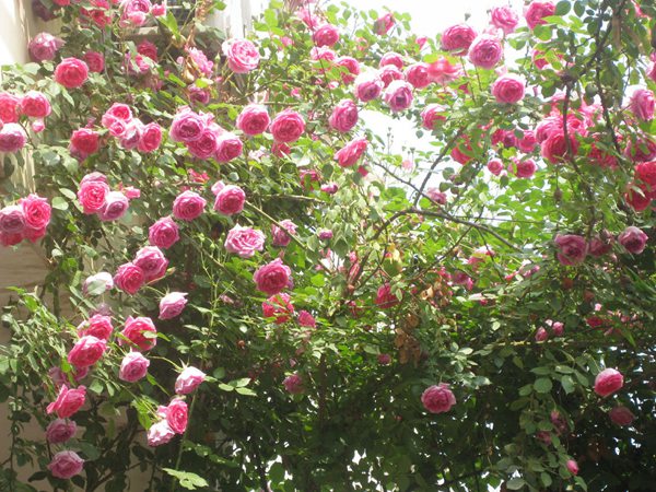 藤本月季花语是什么?