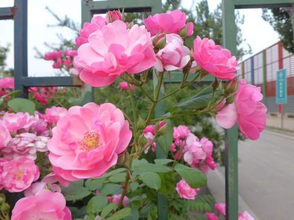 藤本月季花语是什么?
