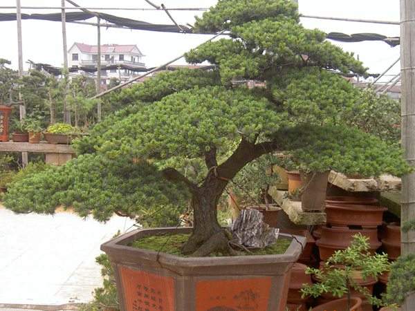 造型五针松