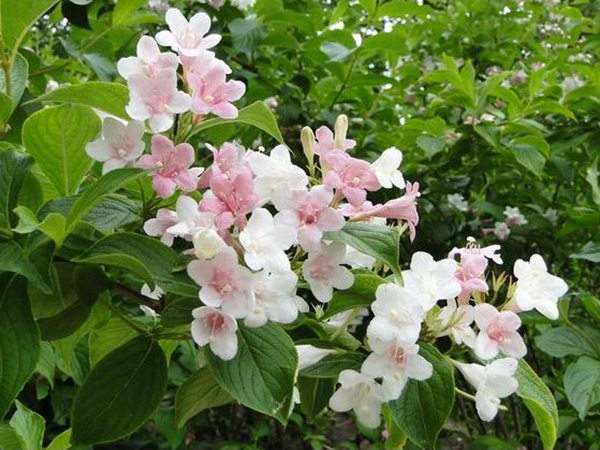 白色锦带花