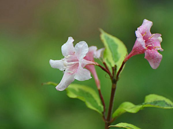 花叶锦带花