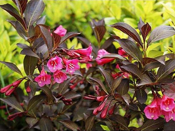 紫叶锦带花