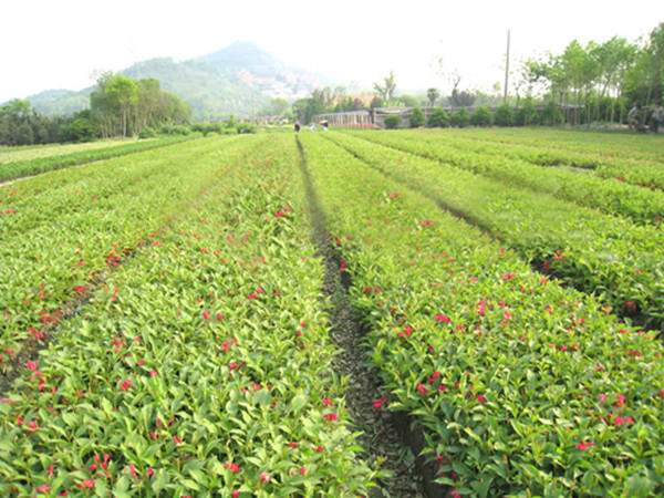 锦带花基地