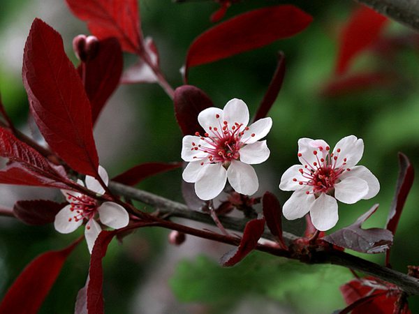 紫叶李花朵图片