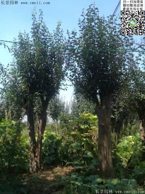 木瓜树品种 木瓜树品种