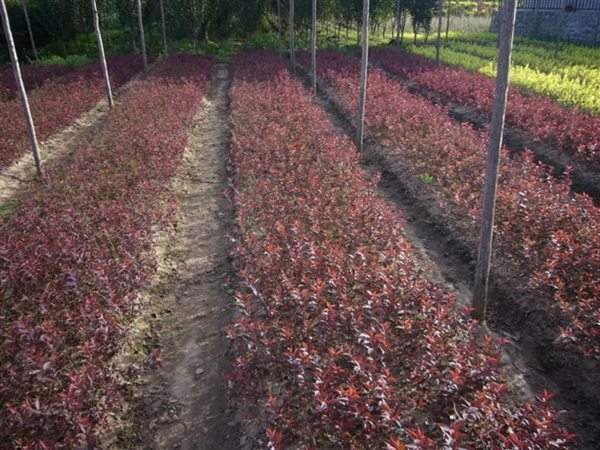 新品发布密枝红叶李自产自销