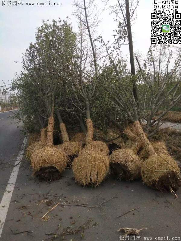 木瓜大树 木瓜大树