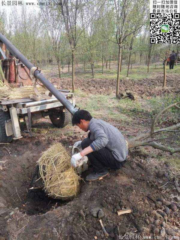 木瓜大树 木瓜大树