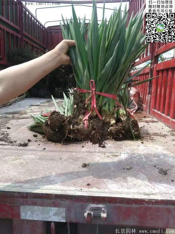 剑麻苗