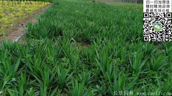 剑麻