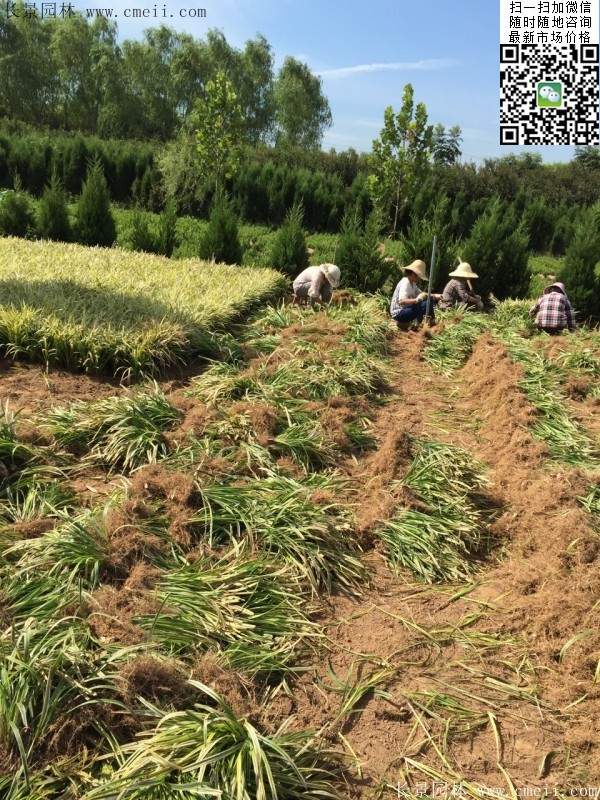 金边阔叶麦冬基地