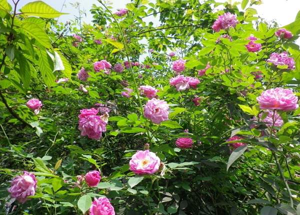 沭阳蔷薇花 沭阳蔷薇花