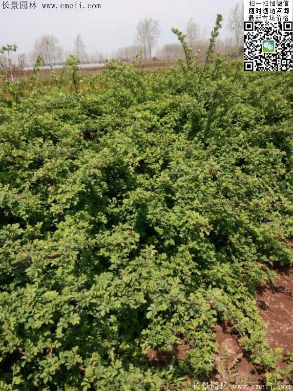 沭阳蔷薇花 沭阳蔷薇花