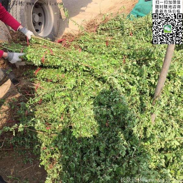2016蔷薇花多少钱一棵 2016蔷薇花多少钱一棵