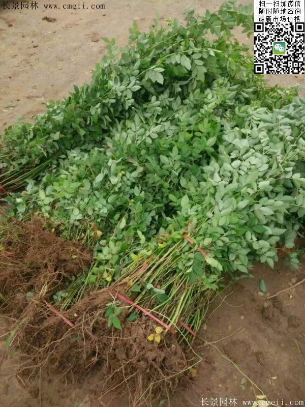 2016蔷薇花多少钱一棵 2016蔷薇花多少钱一棵