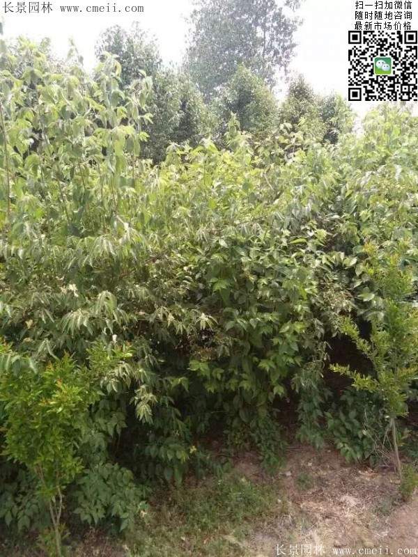 金银木