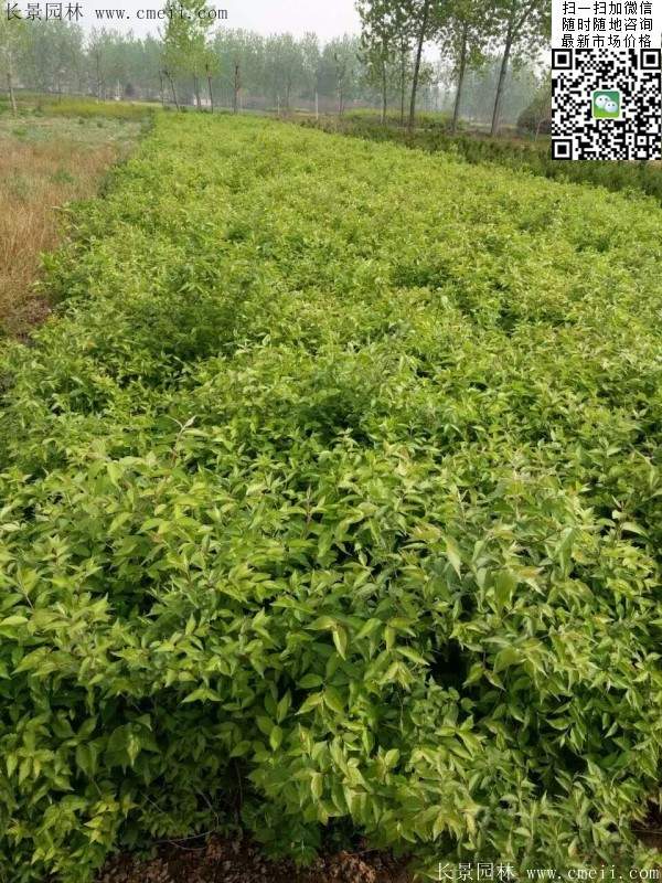 金银木批发基地