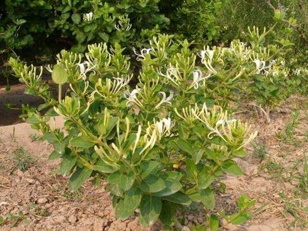 金银花
