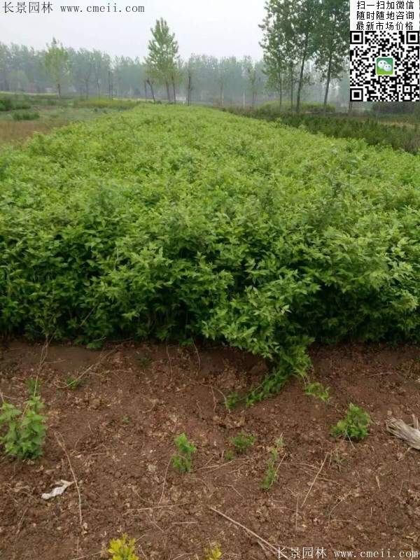 金银木基地里三年生金银木小苗