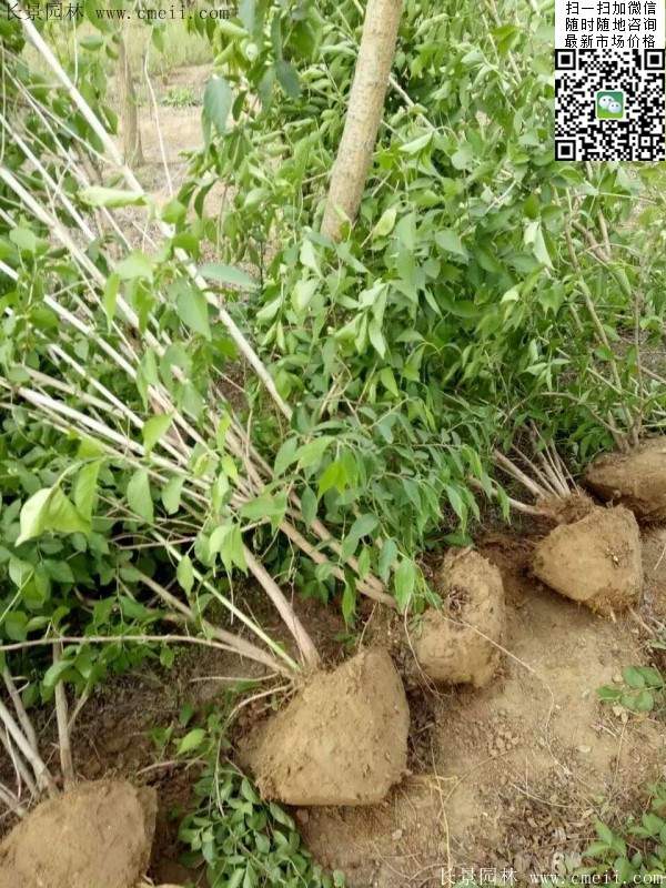 起挖好的金银木