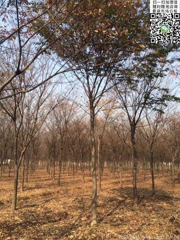 榉树苗