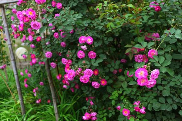 蔷薇花