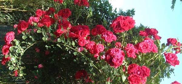 蔷薇花 蔷薇花