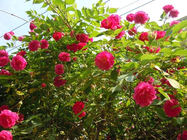 蔷薇花 蔷薇花