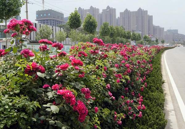 蔷薇花 蔷薇花