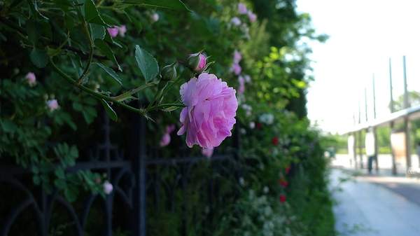蔷薇花 蔷薇花
