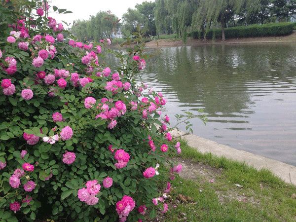 蔷薇花 蔷薇花
