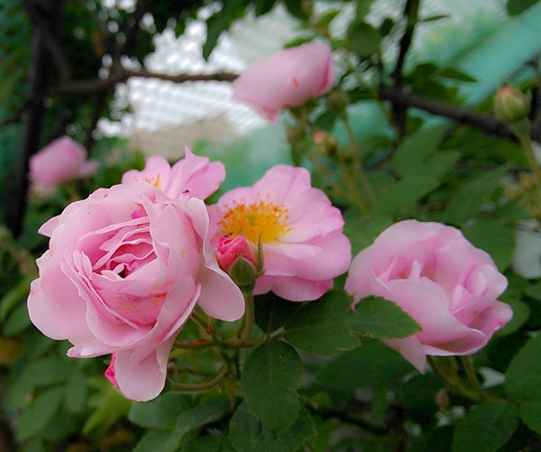 蔷薇花 蔷薇花