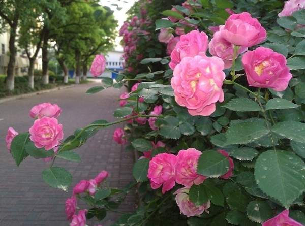 蔷薇花 蔷薇花