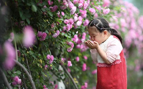 蔷薇花 蔷薇花