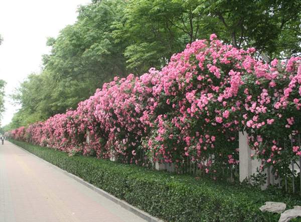 蔷薇花 蔷薇花