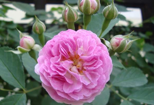 蔷薇花 蔷薇花