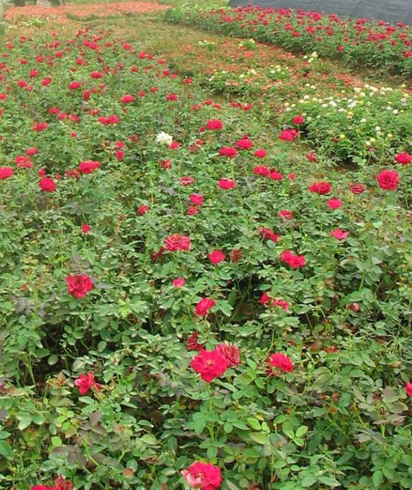 沭阳蔷薇花 沭阳蔷薇花