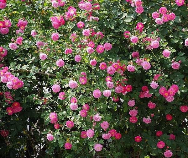 沭阳蔷薇花 沭阳蔷薇花