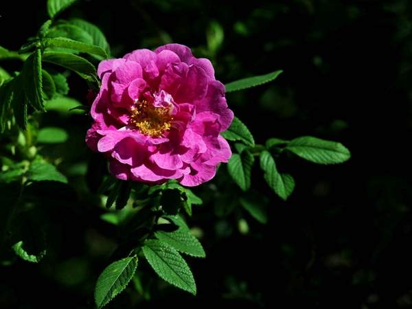 沭阳蔷薇花 沭阳蔷薇花