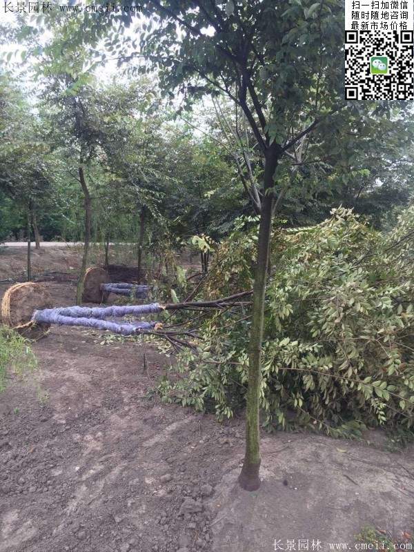 红榉树苗