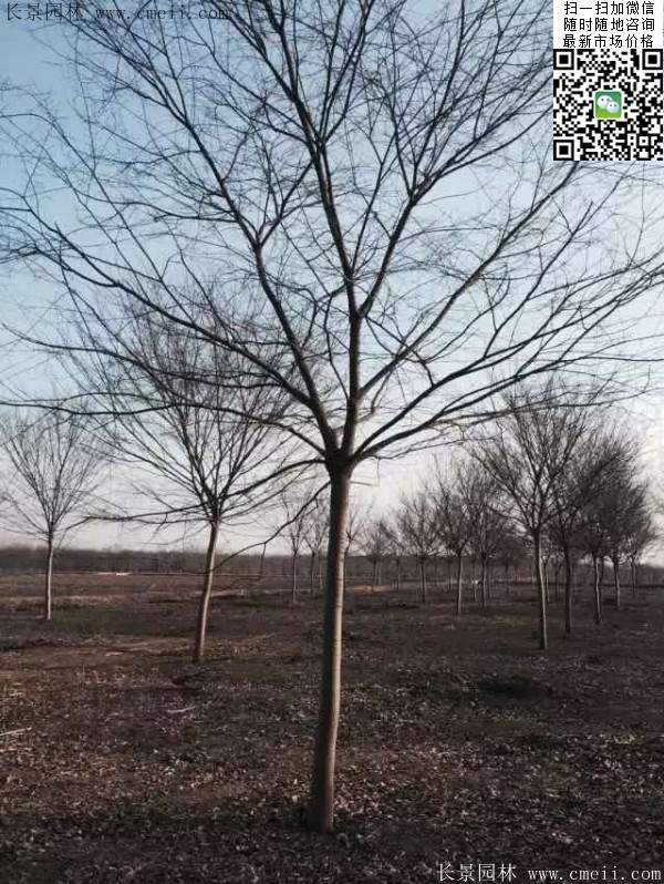 榉树