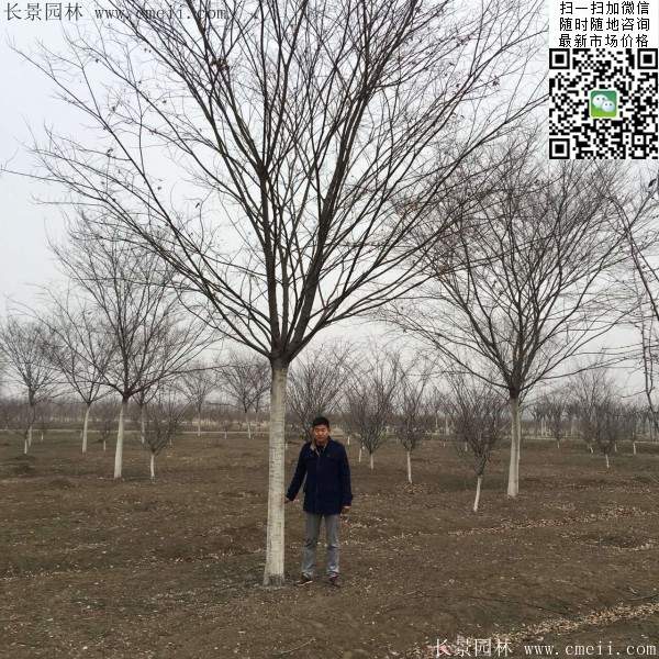 榉树