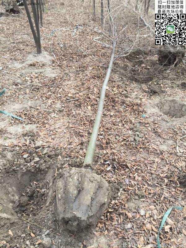 榉树