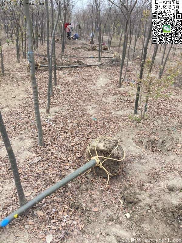 榉树