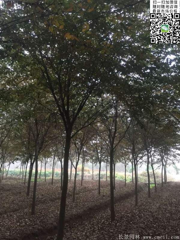 什么规格的榉树用的最多看看专家怎么说